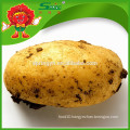 high quality potato for russian importers of potato